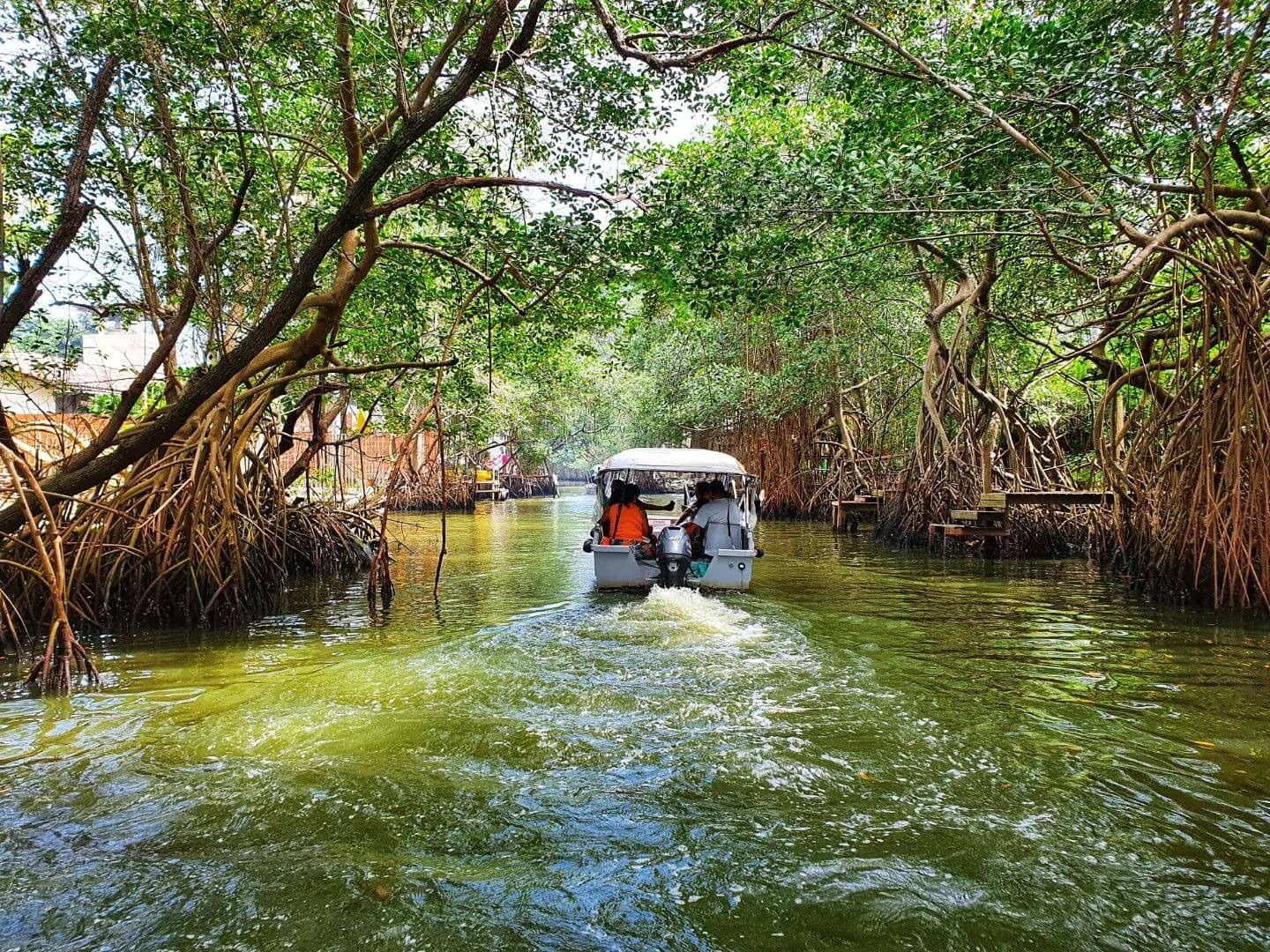 Barco atravessando manguezal